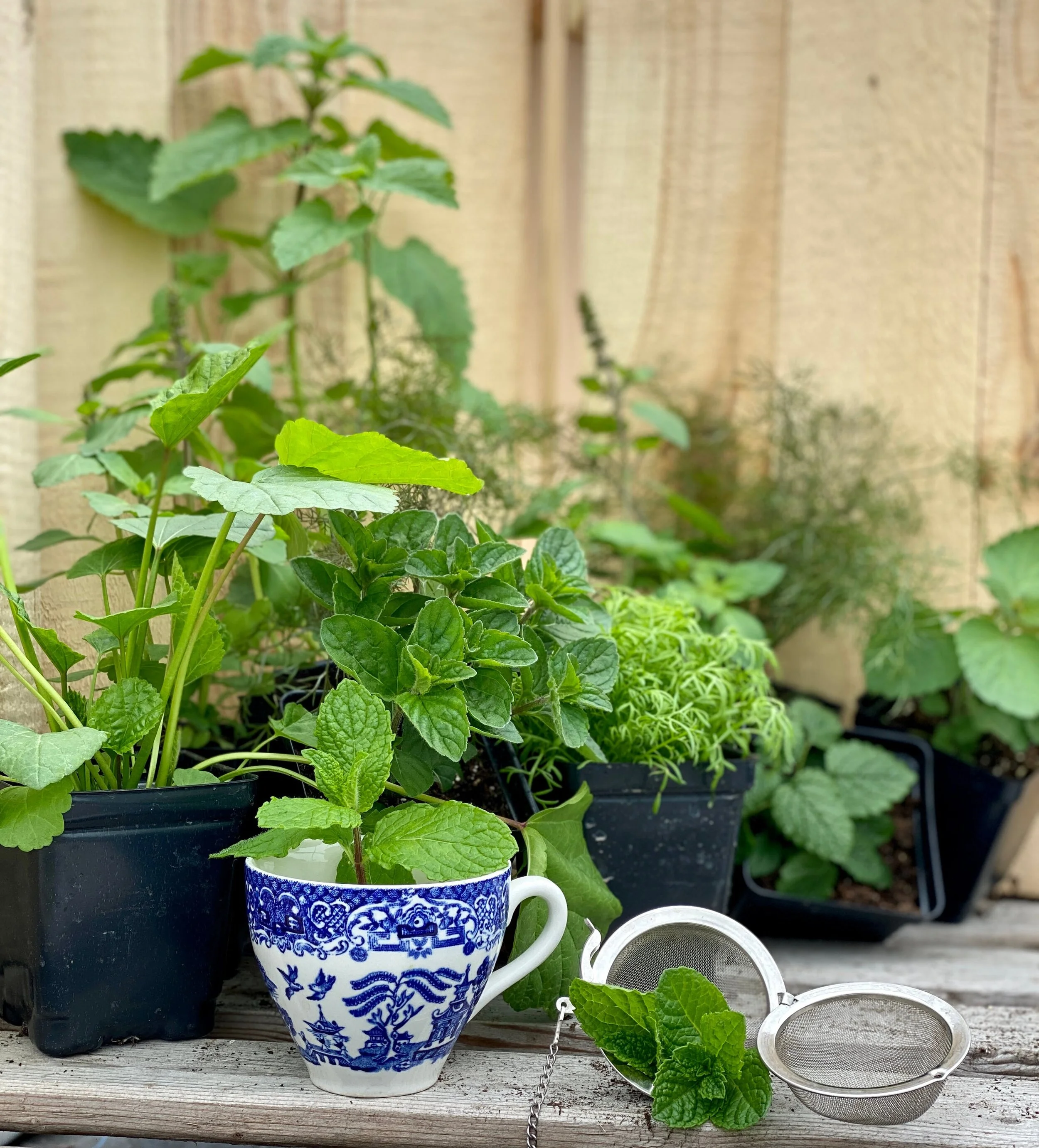 herb garden — Blog — Red Wagon Plants